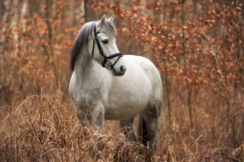 Weißes Pferd im Herbst